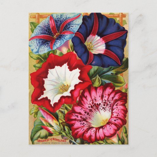 Morning Glories Postcard Postkarte (Vorderseite)