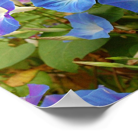 Morning Glories Poster (Ecke)