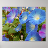 Morning Glories Poster (Vorne)