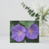 Morning Glories Postkarte (Stehend Vorderseite)