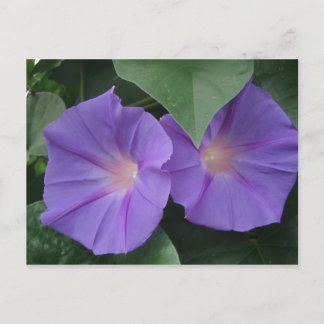 Morning Glories Postkarte