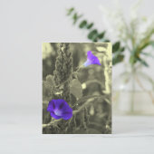 Morning Glories Schwarz-weiße Blume Postkarte (Stehend Vorderseite)