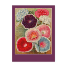 Morning Glories Seed Packet Art Cards