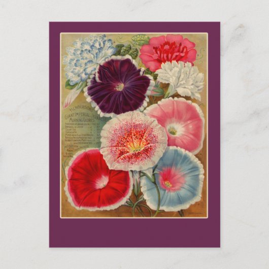 Morning Glories Seed Packet Art Cards Postkarte (Vorderseite)