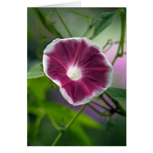 Morning Glory (Vorne)