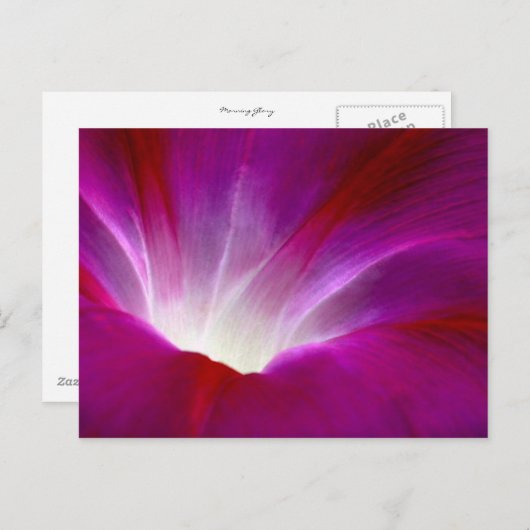 Morning Glory (2) Postkarte (Vorne/Hinten)