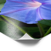 Morning Glory and Bud in Lush Foliage Fotodruck (Ecke)