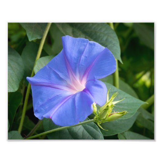 Morning Glory and Bud in Lush Foliage Fotodruck (Vorne)