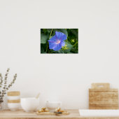 Morning Glory and Bud in Lush Foliage Poster (Küche)