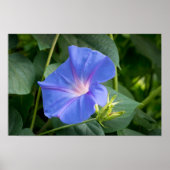 Morning Glory and Bud in Lush Foliage Poster (Vorne)