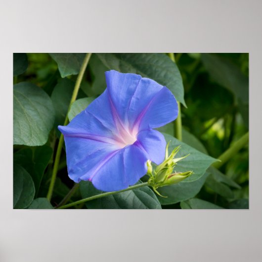 Morning Glory and Bud in Lush Foliage Poster (Vorne)