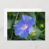 Morning Glory and Bud in Lush Foliage Postkarte (Vorne/Hinten)