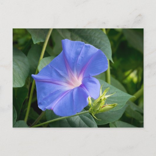 Morning Glory and Bud in Lush Foliage Postkarte (Vorderseite)