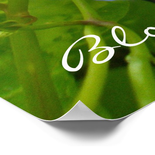 Morning Glory Bloom, wo Sie Poster gepflanzt werde (Ecke)