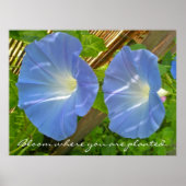 Morning Glory Bloom, wo Sie Poster gepflanzt werde (Vorne)
