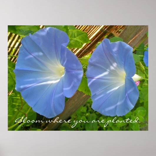 Morning Glory Bloom, wo Sie Poster gepflanzt werde (Vorne)