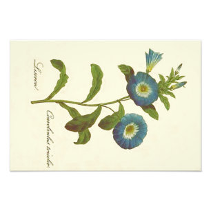 Morning Glory Blue Illustration Fotodruck