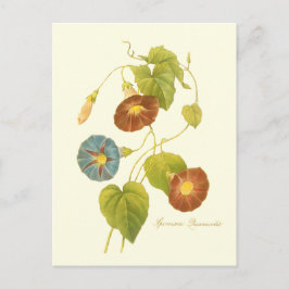 Morning Glory Blue Illustration Postkarte