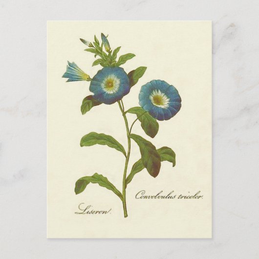 Morning Glory Blue Illustration Postkarte (Vorderseite)