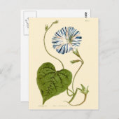 Morning Glory Blue Illustration Postkarte (Vorne/Hinten)