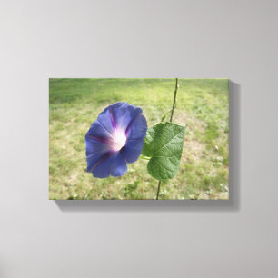 Morning Glory Blue Leinwanddruck