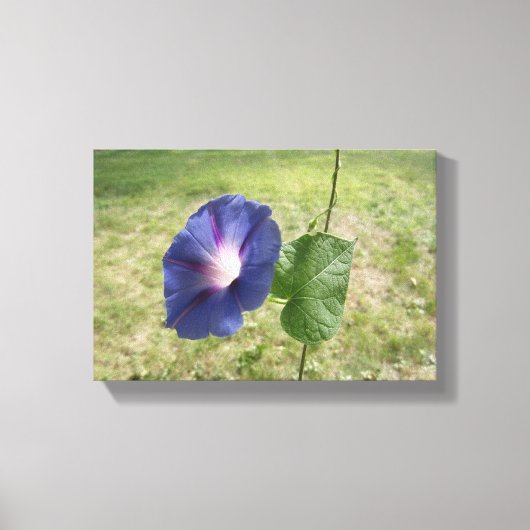 Morning Glory Blue Leinwanddruck (Vorderseite)