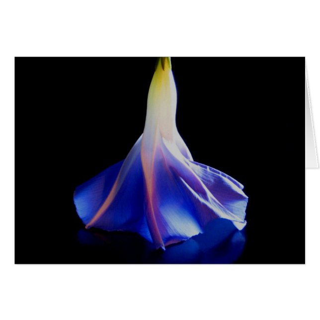 Morning Glory Blume 2 (Vorderseite (Horizontal))