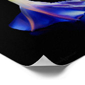 Morning Glory Blume 2 Poster (Ecke)