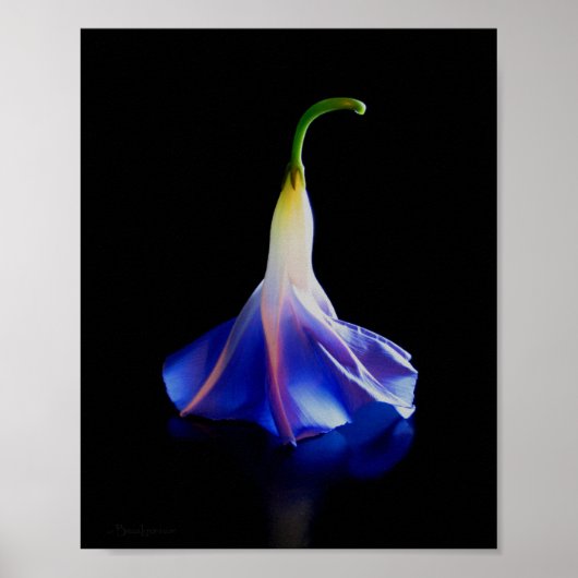 Morning Glory Blume 2 Poster (Vorne)