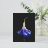 Morning Glory Blume 2 Postkarte (Stehend Vorderseite)