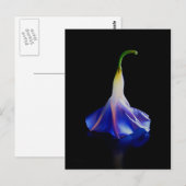 Morning Glory Blume 2 Postkarte (Vorne/Hinten)
