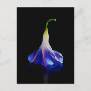Morning Glory Blume 2 Postkarte