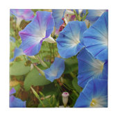 Morning Glory Blume Fliese (Vorderseite)