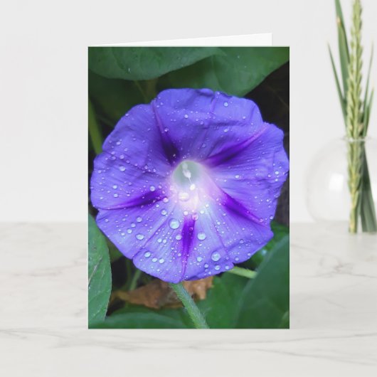 Morning Glory Blume , Ipomoea mit Raindrops Karte (Vorderseite)