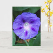 Morning Glory Blume , Ipomoea mit Raindrops Karte (Gelbe Blume)