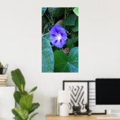 Morning Glory Blume , Ipomoea mit Raindrops Poster (Heimbüro)