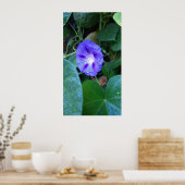Morning Glory Blume , Ipomoea mit Raindrops Poster (Küche)
