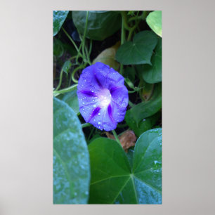 Morning Glory Blume , Ipomoea mit Raindrops Poster