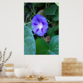 Morning Glory Blume , Ipomoea mit Raindrops Poster (Küche)