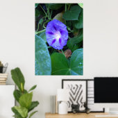 Morning Glory Blume , Ipomoea mit Raindrops Poster (Heimbüro)