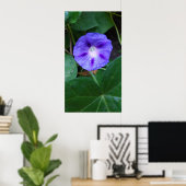 Morning Glory Blume , Ipomoea mit Raindrops Poster (Heimbüro)