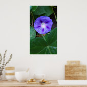 Morning Glory Blume , Ipomoea mit Raindrops Poster (Küche)