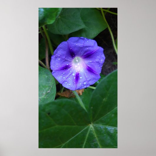 Morning Glory Blume , Ipomoea mit Raindrops Poster (Vorne)