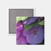 Morning Glory Blume Magnet (Vorderseite/Rückseite)