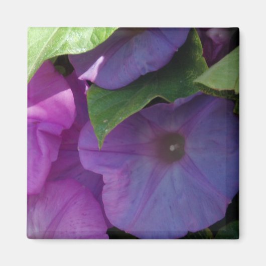 Morning Glory Blume Magnet (Vorne)