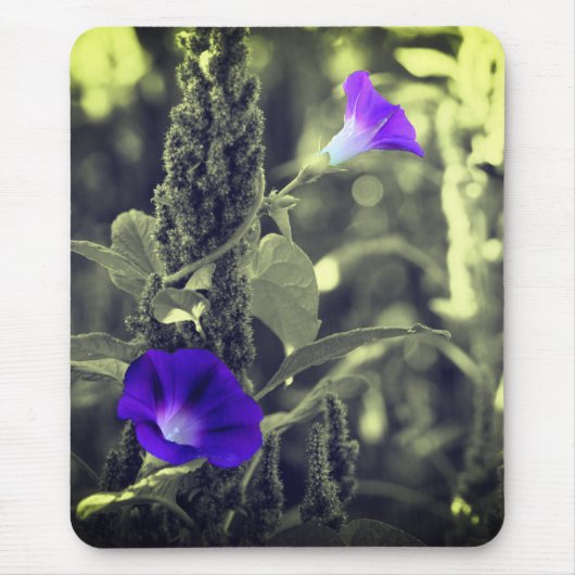 Morning Glory Blume Mousepad (Vorne)