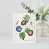 Morning Glory Blume | Pierre-Joseph Redouté Postkarte (Stehend Vorderseite)