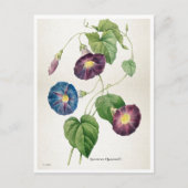 Morning Glory Blume | Pierre-Joseph Redouté Postkarte (Vorderseite)
