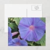 Morning Glory Blume Postcard Postkarte (Vorne/Hinten)
