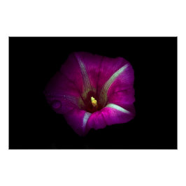 Morning Glory Blume Poster